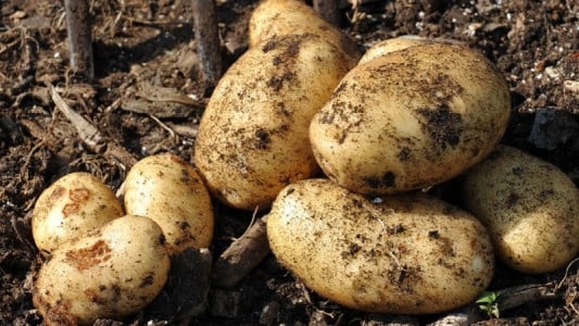 Соберете 17 крупных клубней с куста: посадите картофель по такому методу — окучивания и прополки не потребуются