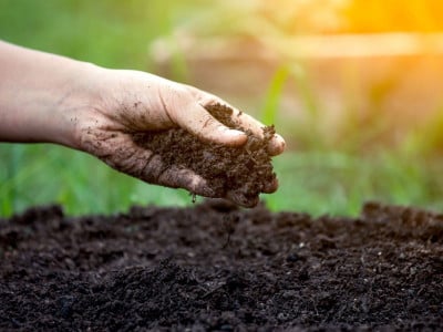 Почва станет мягкой, воздушной и плодородной: ушлые дачники разбрасывают эти семена по грядкам уже в мае — заменят тонну навоза