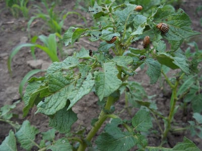 Колорадского жука ветром сдует: посадите несколько кустов этой травы в междурядьях картофеля — не будет даже личинок