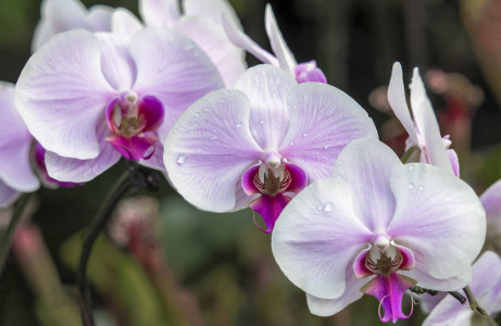 Такого цветения орхидеи не встретить даже в природе: смените субстрат и насладитесь особой бутонизацией — никаких подкормок