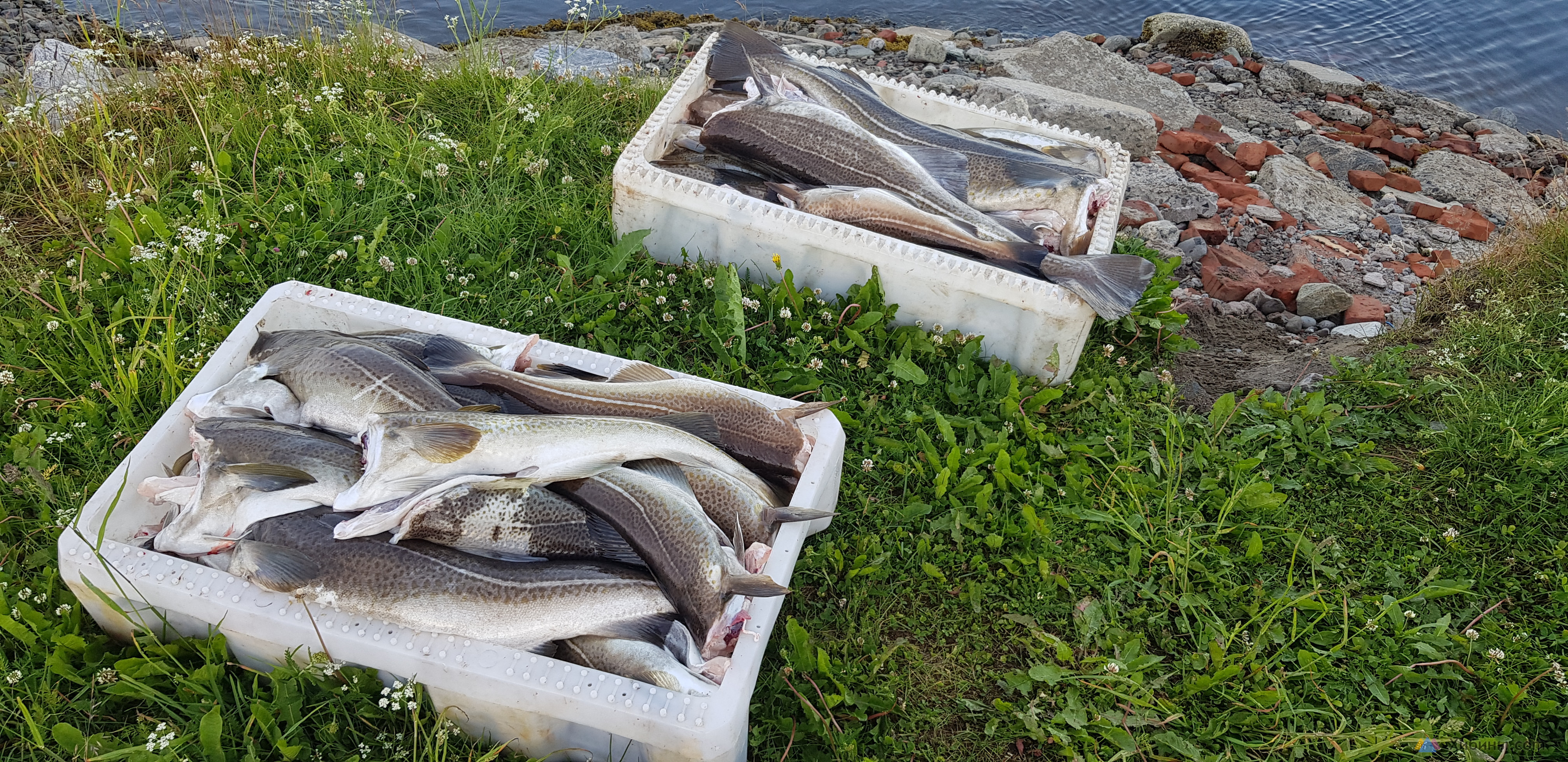 Погода в ура губе мурманской. Ура губа рыбалка. Ура-губа Мурманская область. Поселок ура губа Мурманская область. Катер Спрут ура губа.