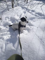 Объявление собака для вязки