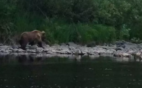 Под Заполярным вдоль реки бродит огромный медведь