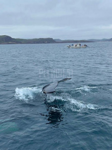 Туристам удалось заснять резвящихся под Териберкой китов