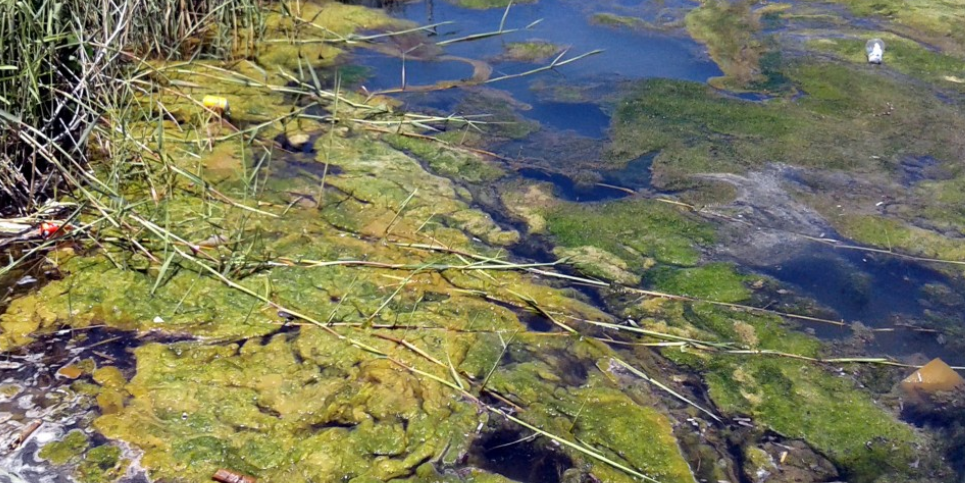 Прокуратура признала Варничный ручей в Мурманске экстремально загрязненным