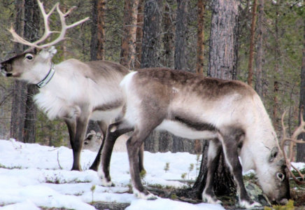 Норвегия убила 40 оленей, чтобы они больше не ходили есть ягель в Мурманскую область