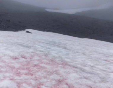 Стало известно, где в Мурманской области искать розовый снег, пахнущий арбузом
