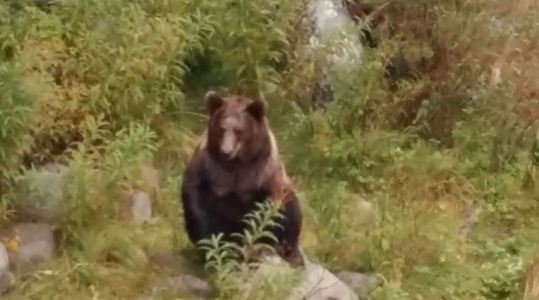 В Мурманской области по городскому кладбищу бродят медведи