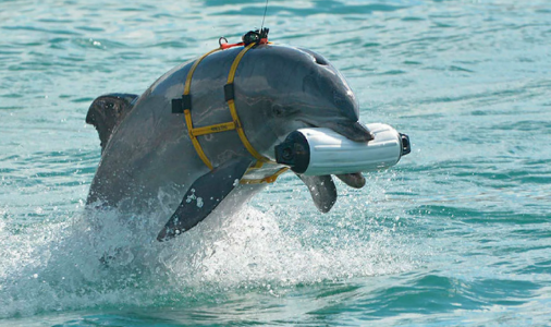 «Натасканы на вражеских водолазов»: в Британии разведка заявила, что Россия начала использовать боевых дельфинов — переброску животных зафиксировали
