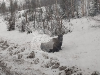 Под Мончегорском водитель сбил лося и оставил его умирать на обочине