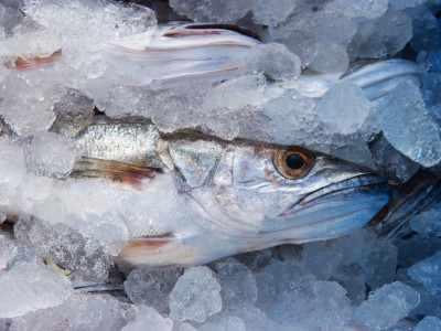 В запрете импорта морепродуктов в Россию нашли свои плюсы