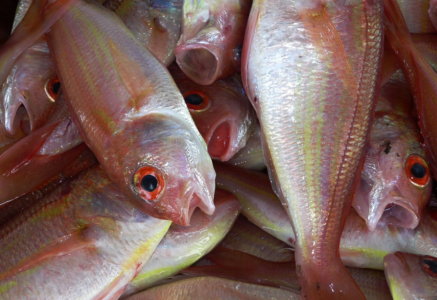 Еще 69 компаний получили статус экспортеров в Мурманской области и смогут ловить и перерабатывать рыбу для третьих стран