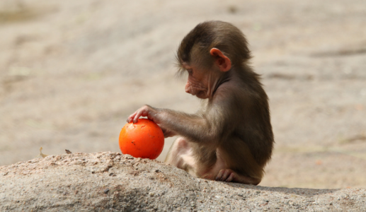 Китайцы первыми в мире вырастили химеру-обезьяну: жутковатое существо с двумя ДНК