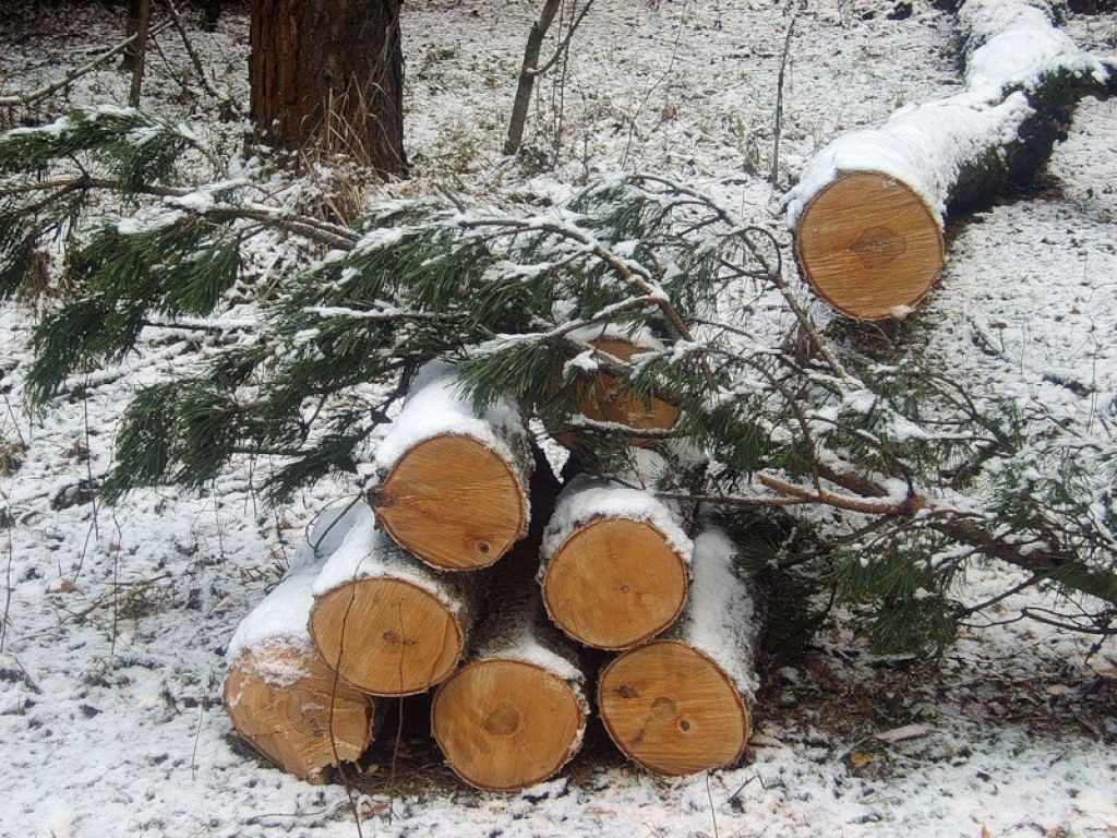 В Заполярье за вырубку леса грозит штраф до 300 тысяч рублей