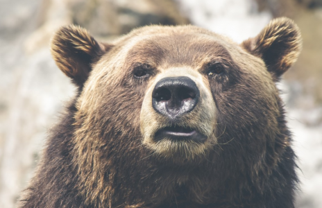 В Мурманской области пересчитали медведей: сколько косолапых на Кольском полуострове