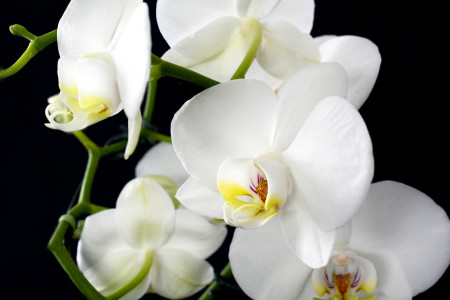 Заливаем 2 простых продукта кипятком — и цветение орхидеи повысится на 500%: «бешеная» подкормка взбудоражит растение