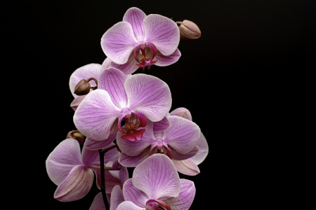 Всего 1 бутылка в месяц — и орхидея цветет каскадами круглый год: рецепт мощной домашней подкормки из 2 ингредиентов