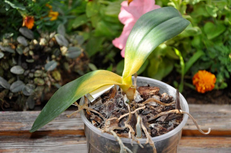 Цветовод нашла на помойке чахлую орхидею и показала, что ее «убивало» — есть в горшке каждого покупного цветка: как спасти растение