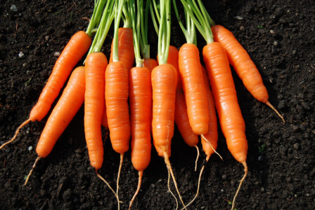 Настолько вкусная морковь, что даже на сок пускать жалко: дачники скупают эти раннеспелые сорта в январе — потом их уже не найти