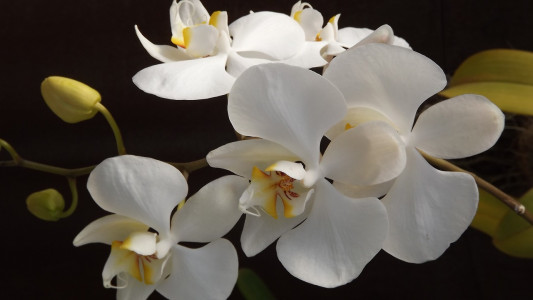 Орхидея моментально зацветет: достаточно полить растение этой пищевой подкормкой — результат превзойдет все ожидания