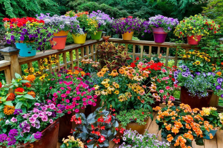 Опытные цветоводы скупают семена этих цветов уже сейчас — весной по адекватной цене не найти: украсят и сад, и балкон