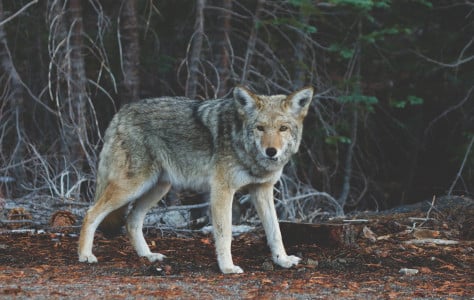 Ситуация с появлением волков в Ковдорском округе взята на особый контроль