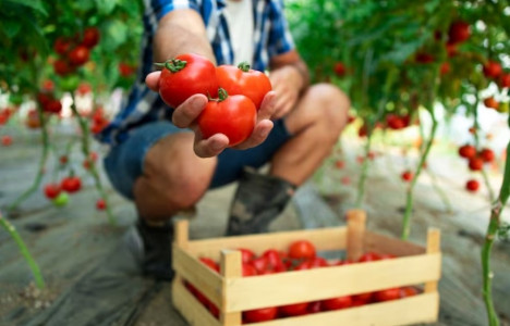 Жалею, что раньше не сажала: Огородный эксперт назвала 2 сорта «малосеменных» помидоров — много мякоти и в ладонь не уместятся