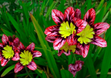Это редкое растение поражает экзотической красотой: глаз не оторвать от очаровательных узорчатых цветков — подходит для посадки в саду