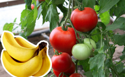 Лучше любого навоза: удобрите грядки с томатами и перцем банановой кожурой — плоды будут громадные
