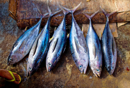 Мурманского бизнесмена наказали за продажу непроверенной рыбы