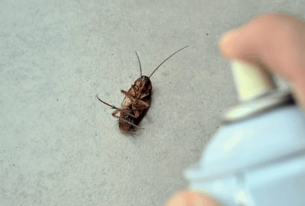 Они не пройдут: эффективная ловушка для тараканов своими руками — никакой химии
