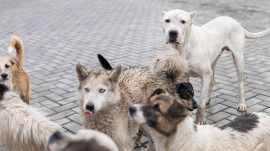 Враг человека: бездомные собаки нападали на жителей Заполярья 124 раза в прошлом году