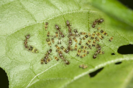 Садовых муравьёв истребите навеки: опытные дачники давно используют этот копеечный суперсостав — приготовить проще простого