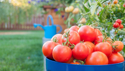 Этот сорт томатов не требует пасынкования: плоды не трескаются, вырастают мясистыми и сладкими — огородники влюбляются в него после первой посадки