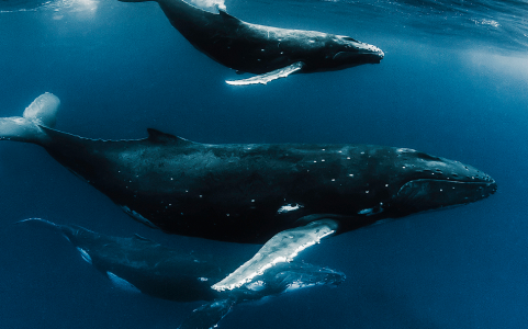 Жизненно важный навык: Ученые узнали, как горбатые киты поют под водой — есть сходство с людьми