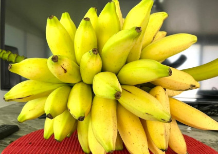 Цветет круглый год, плодоносит спустя 24 месяца: вырастить банан в домашних условиях очень просто — всего 3 шага