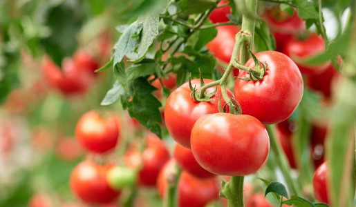 1,5 кг томатов с одной кисти и сразу 3 стебля: этот сорт помидоров отличается высокой урожайностью и подходит для консервирования — идеальный выбор для дачи