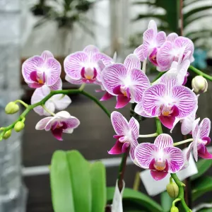 Вовсе не подкормка: вот что простимулирует выброс цветоносов у орхидеи — хитрый трюк раскрыл садовод