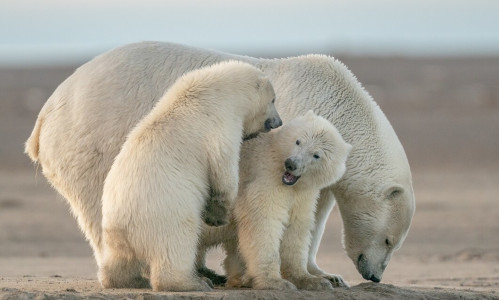 «Не замерзает»: ученые раскрыли правду, почему полярных медведей не удается встретить в Заполярье — все проще, чем кажется