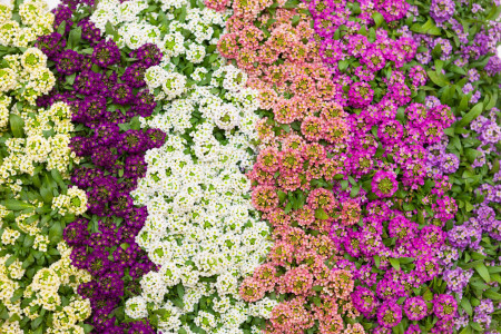 Клумба засеет себя сама: эти 5 цветов-самосеек с каждым годом становятся роскошнее — цветут с первого лета без капризов