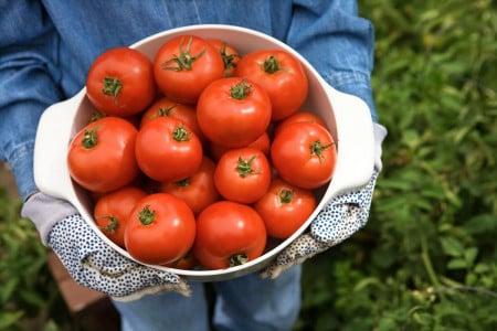 До 100 помидоров с одного куста: этот томатный сорт не зря считают рекордсменом — не требует пасынкования и подвязывания