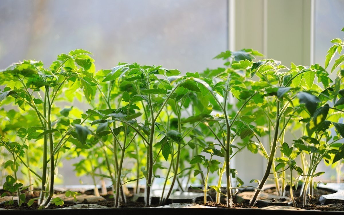 Чем подкормить рассаду помидоров в домашних условиях: секреты и советы от агрономов