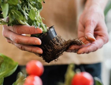 Растолстеет за 3 дня: Огородница со стажем назвала натуральную подкормку для рассады помидоров и перцев — стоит «копейки» и результативно