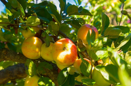 Урожай сочных фруктов будете снимать тоннами: вот чем нужно подкормить плодовые деревья ранней весной — секрет опытных дачников прост
