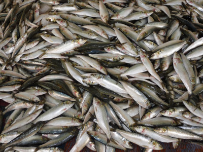 Рыбаки Заполярья освоили около 30% квоты на вылов мойвы