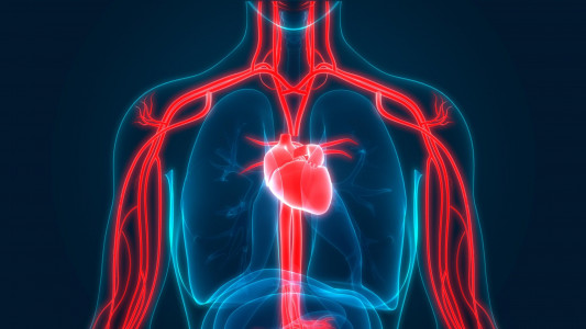 Сердце будет работать до 100 лет: этот знакомый напиток защитит важный орган от любых недугов — рекомендация врача со стажем