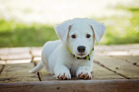 За прошлый год жители Заполярья зарегистрировали почти 8500 домашних собак
