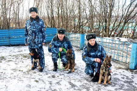 В Заполярье кинологическая служба УФСИН пополнилась тремя щенками