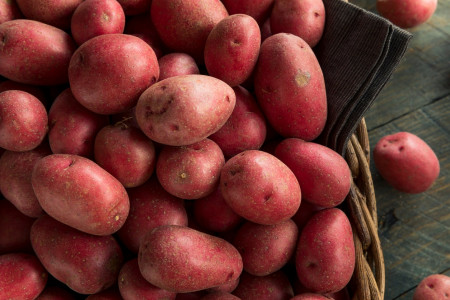 25 клубней с одного куста: этот сорт картофеля удивит вкусом и урожайностью — вырастет и в пустыне