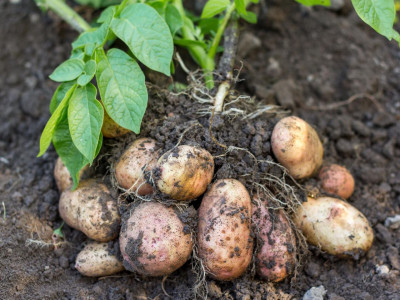 Урожайность картофеля возрастёт вдвое: сделайте так сразу после посадки — опытная огородница уже 10 лет использует этот приём